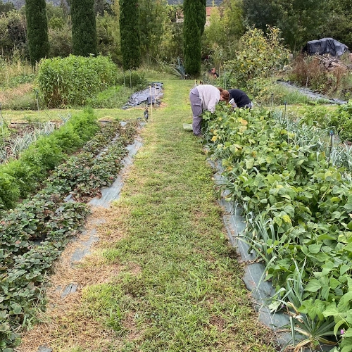 Vue en perspective d'allées de cultures maraîchères bien entretenues avec un maraîcher travaillant au fond, dans un jardin-potager en terrasses entouré de cyprès.