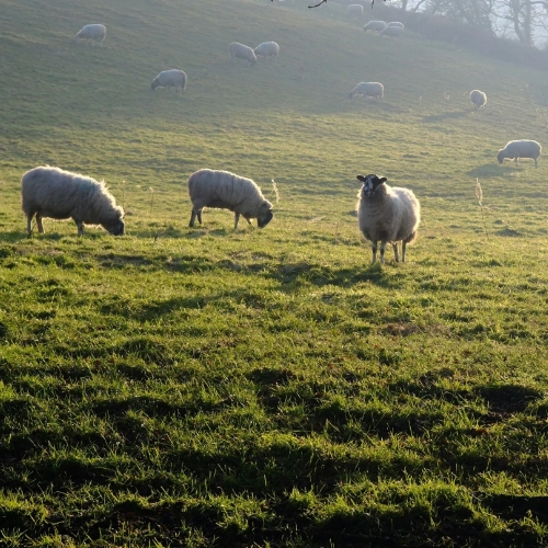 Une photo d'un élevage pour illustrer le sujet d'étude et les formations sur les élevages agricoles.