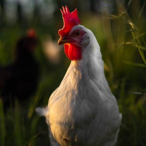 Gros plan sur une poule blanche au plumage lustré se découpant contre un fond de végétation dorée en contre-jour, illustrant l'élevage avicole en plein air.