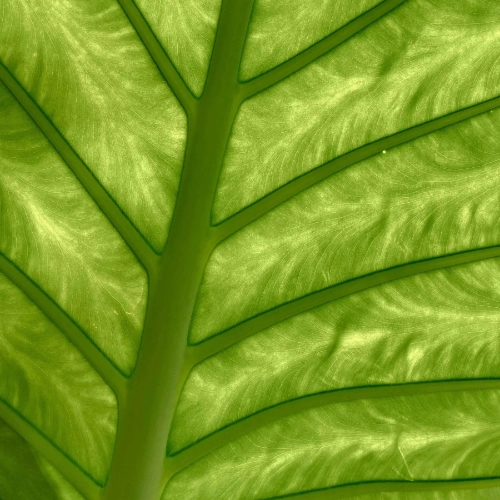 Une photo d'une feuille verte pour illustrer le sujet d'étude et les formations sur l'agriculture régénérative.