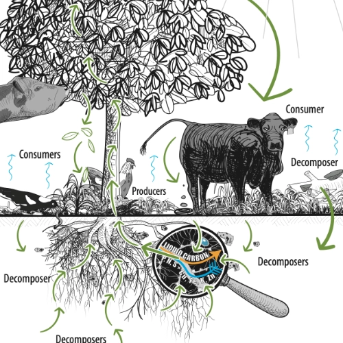 Schéma illustré du cycle du carbone et des interactions dans le sol vivant, montrant les producteurs (plantes, vache), les consommateurs, les décomposeurs et les micro-organismes avec le carbone liquide circulant dans les racines.