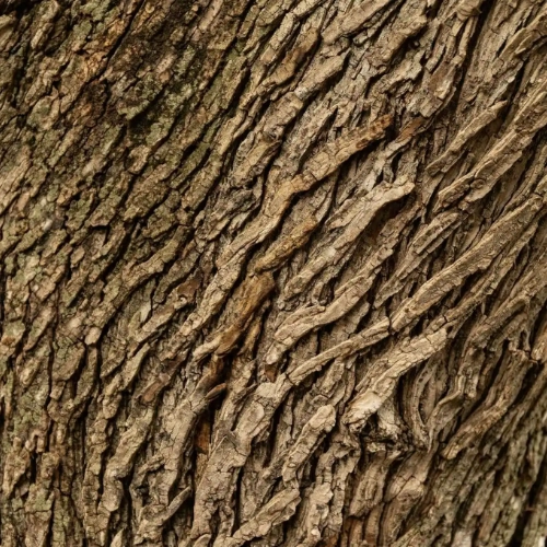 Gros plan sur l'écorce texturée et fissurée d'un vieux tronc d'arbre, illustrant la richesse et la complexité du monde de l'arbre.
