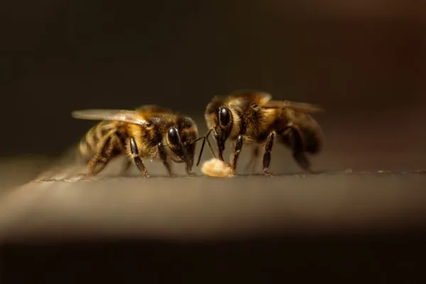 Photo de deux abeilles qui butinent du pollen dans le rucher de Permaterra. Photo de Myriam Boye.