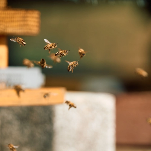 Photo d'abeilles qui entrent dans une ruche écologique.