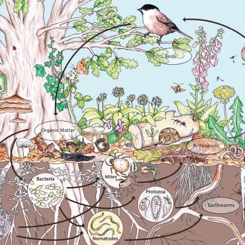 Illustration en couleur représentant un écosystème complet : sol, végétation, oiseaux, insectes et champignons, symbole de la vision systémique de la permaculture.