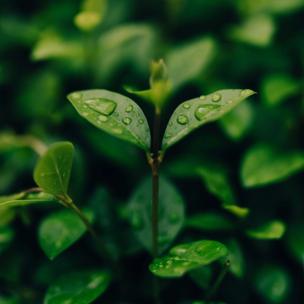 Jeune pousse aux feuilles vertes couvertes de gouttes d'eau, illustrant la vitalité du végétal en agriculture régénérative.