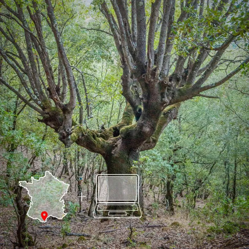 Arbre trogne dans la nature qui représente la formation la trogne, arbre des paysages vivants : comprendre, créer et entretenir.