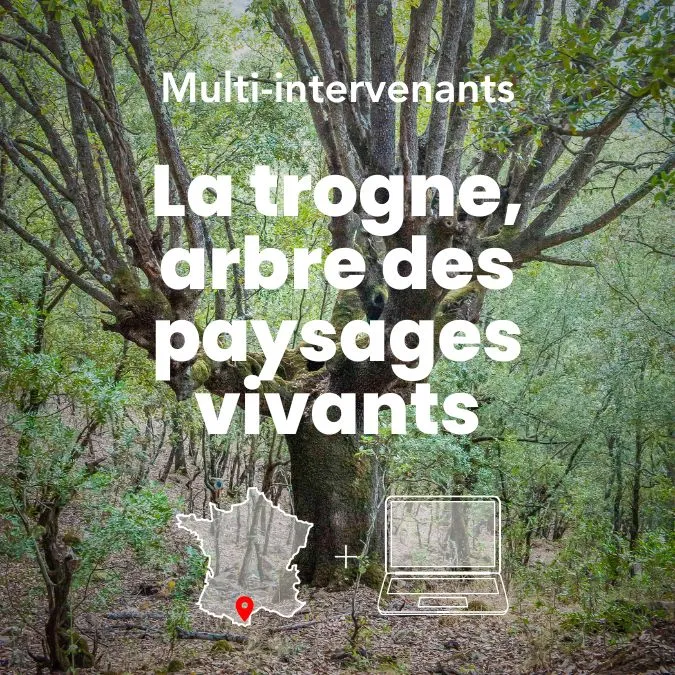 Arbre trogne dans la nature qui représente la formation la trogne, arbre des paysages vivants : comprendre, créer et entretenir.