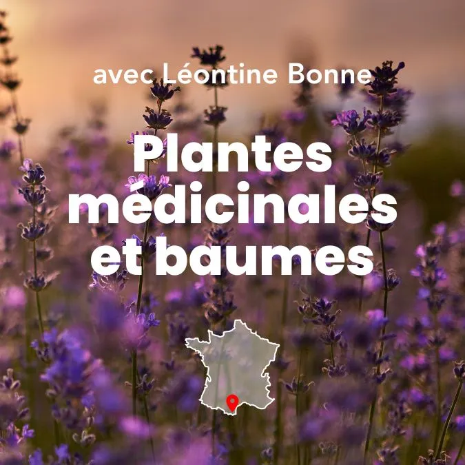 Photo de lavande et titre de la formation : transformer des plantes médicinales en baumes.