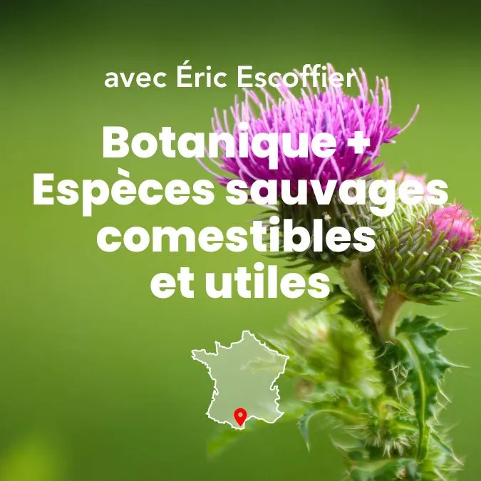 Photo d'un chablon avec le titre de la formation Bases de botanique et ethnobotanique et espèces sauvages comestibles et utiles pour les systèmes régénératifs.