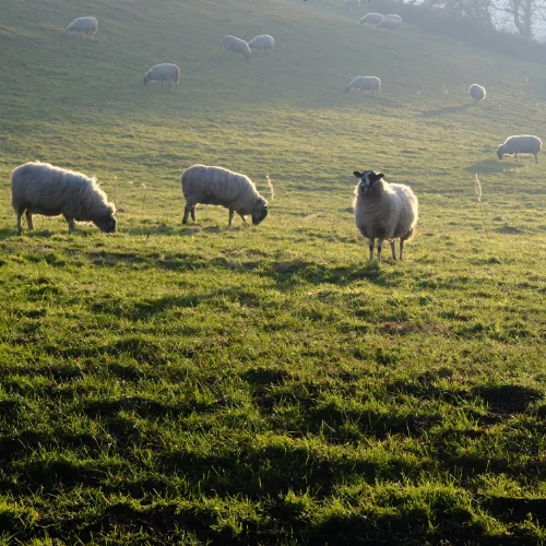 Une photo d'un élevage pour illustrer le sujet d'étude et les formations sur les élevages agricoles.