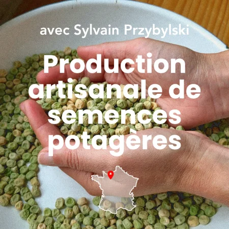 Deux mains tenant des petits pois frais récoltés dans un bol, production artisanale de semences potagères paysannes.