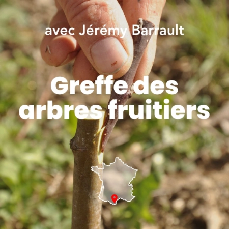 Photo d'une personne qui effectue une greffe sur un arbre fruitier durant la formation La greffe des arbres fruitier à Permaterra.