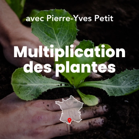 Photo d'une personne qui plante une plante durant la formation multiplication des plantes à Permaterra. Photo de Myriam Boye.