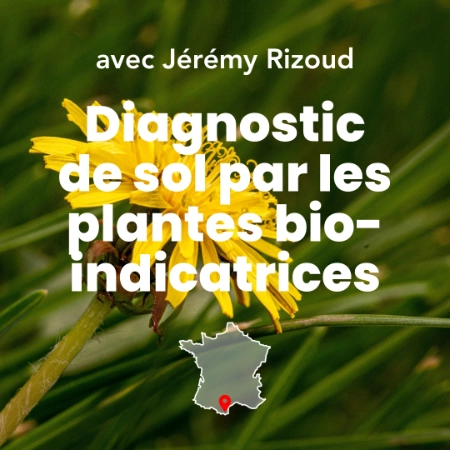 Photo mettant en avant la formation diagnostic de sol par les plantes bio-indicatrices. Pissenlit en fleur, plante bio-indicatrice.
