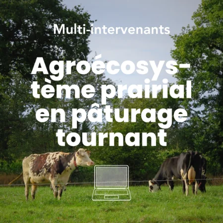 Image mettant en avant la formation concevoir et conduire un agroecosysteme prairial en paturage tournant chez Permaterra Formation. On y voit un paturage de vaches dans une prairie.