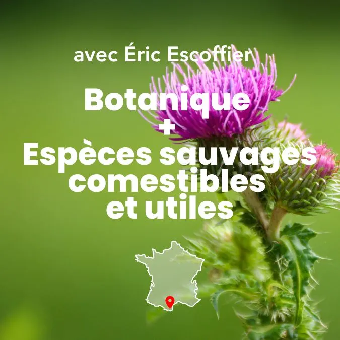 Photo d'un chablon avec le titre de la formation Bases de botanique et ethnobotanique et espèces sauvages comestibles et utiles pour les systèmes régénératifs.