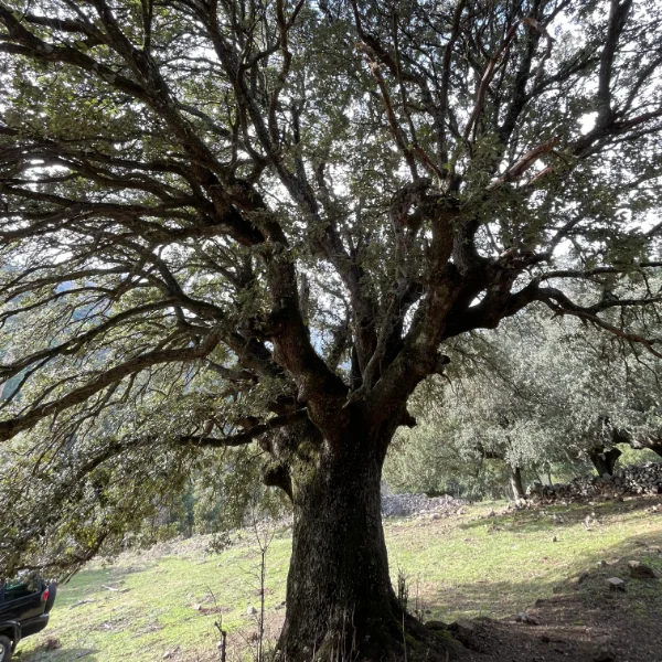 Arbre trogne du Ghjunsani en Corse dans un paysage riche en biodiversité.