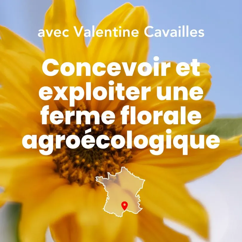 Tournesol pour illustrer la formation concevoir et exploiter une ferme florale agroécologique.