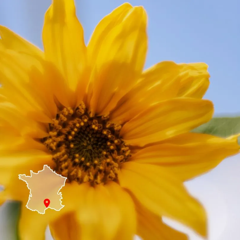 Tournesol pour illustrer la formation concevoir et exploiter une ferme florale agroécologique.