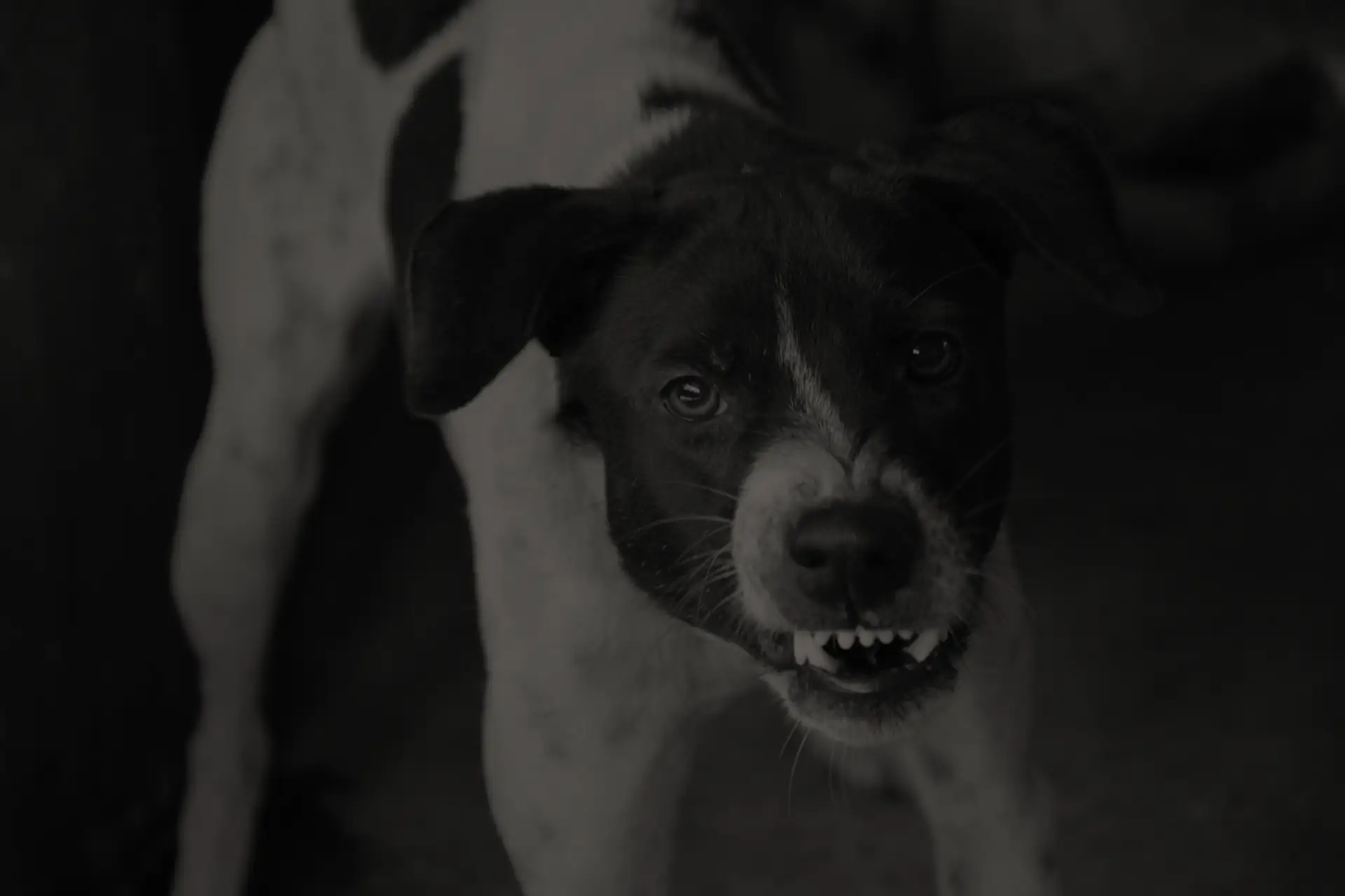 Black and white dog snarling with teeth bared, looking directly at the camera.