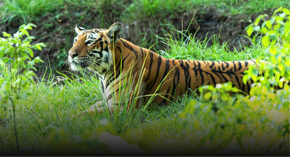 Take a tour of a plantation and sample different coffee blends to take home in Coorg
