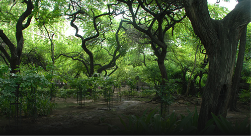 Meditate amidst the splendour of Mughal architecture at Lodhi Garden