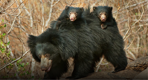 Spot a stealthy predator before it sees you on a safari at Dudhwa National Park