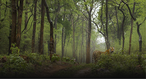 Step back a few centuries as you explore the intricately carved Kanheri Buddhist Caves nestled within Sanjay Gandhi National Park