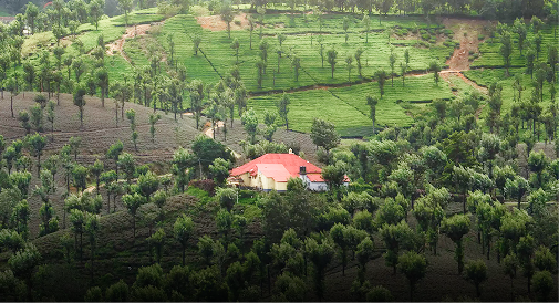 Embark on a scenic trek through lush, pine-covered trails in the enchanting hills of Kodaikanal