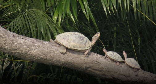 Spot a stealthy predator before it sees you on a safari at Dudhwa National Park