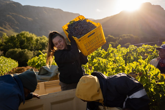 A Harvest or red wine grapes in the Waterford Estate vineyard