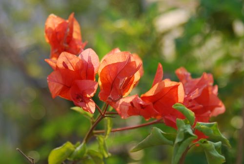 Bogainvillea