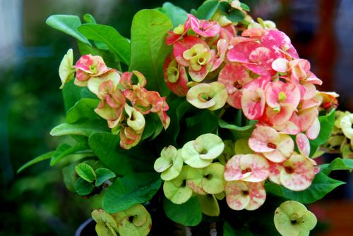 Euphorbia