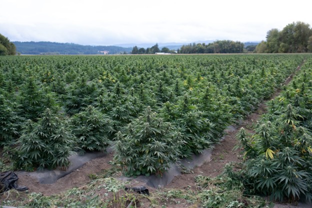 Source: Imperium Comms (EZ Newswire)