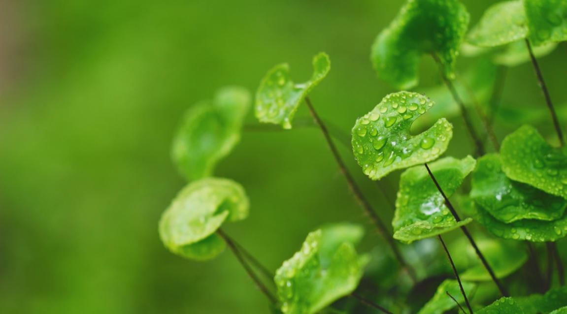 Adiantum nelumboides / Source:  Chinese Society of Prefectural and Municipal Papers (EZ Newswire)