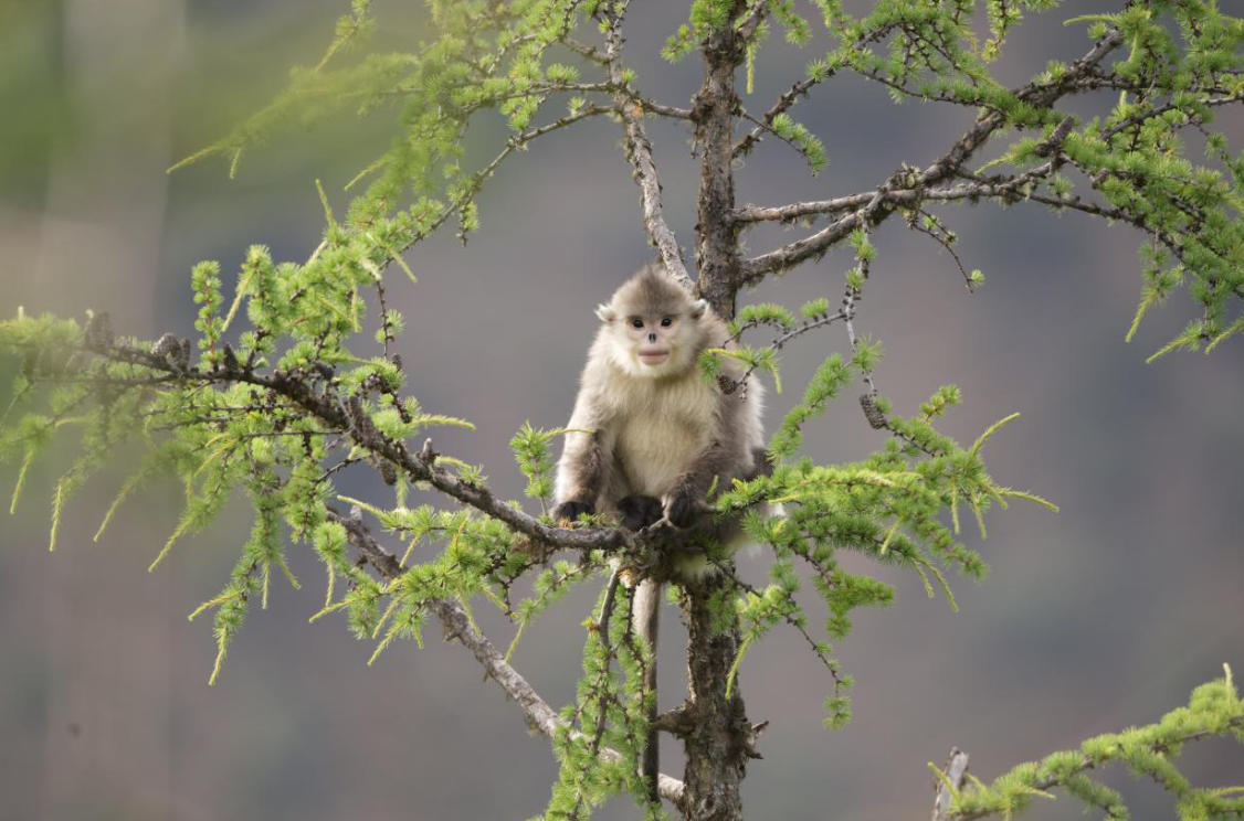Yunnan snub-nosed monkey / Source:  Chinese Society of Prefectural and Municipal Papers (EZ Newswire)