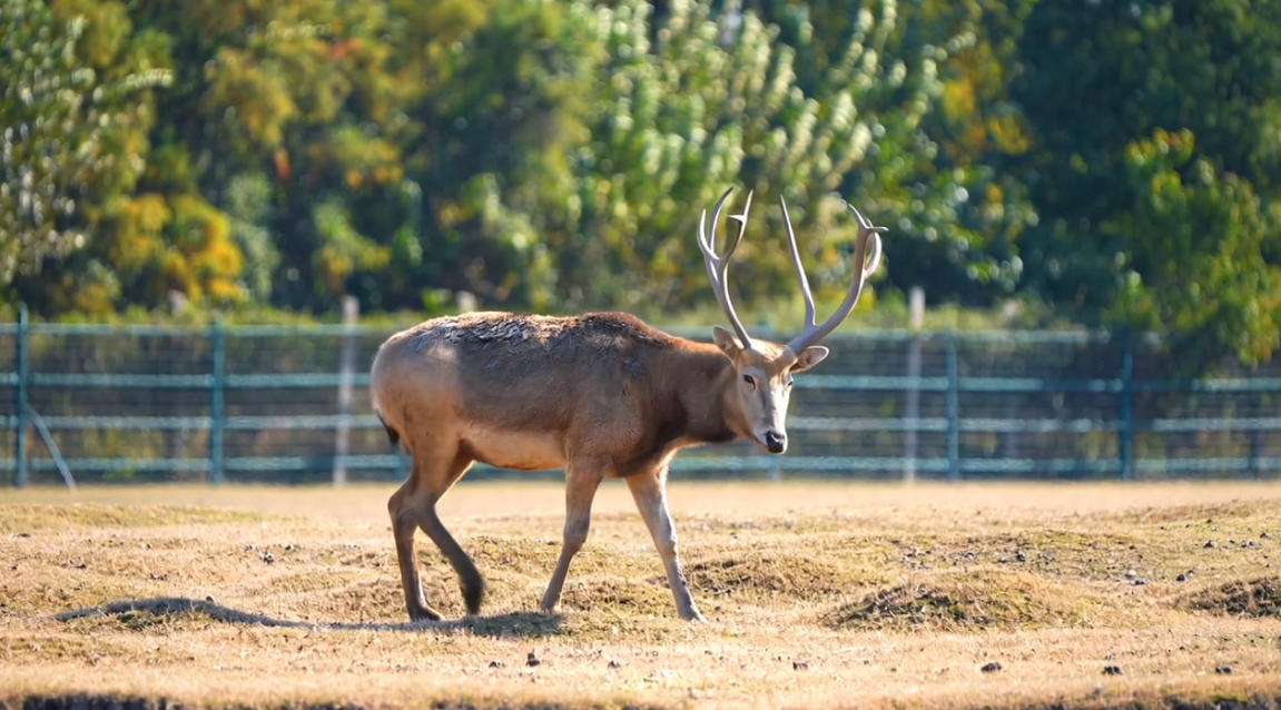 Milu / Source:  Chinese Society of Prefectural and Municipal Papers (EZ Newswire)