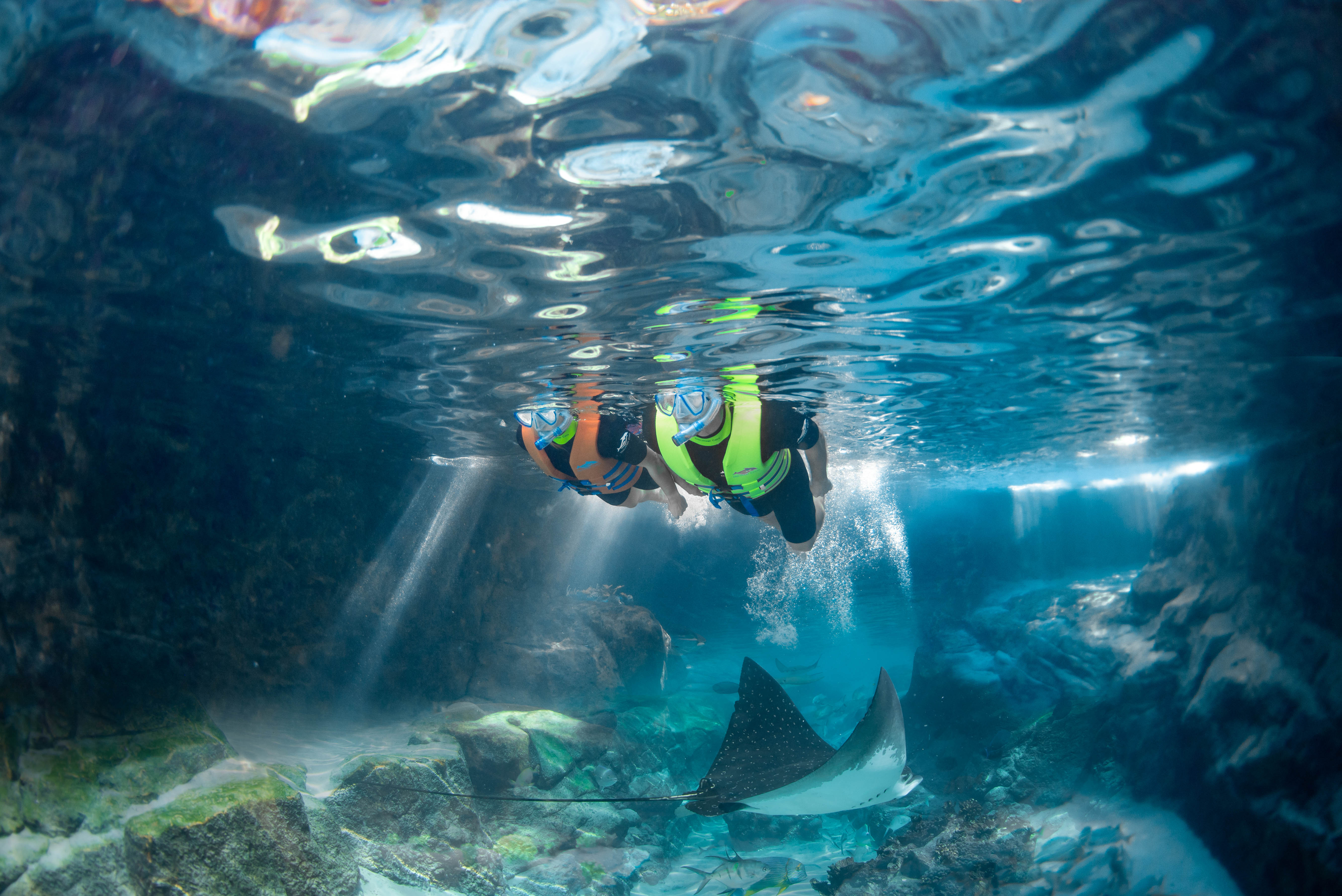 Source: Discovery Cove (EZ Newswire)