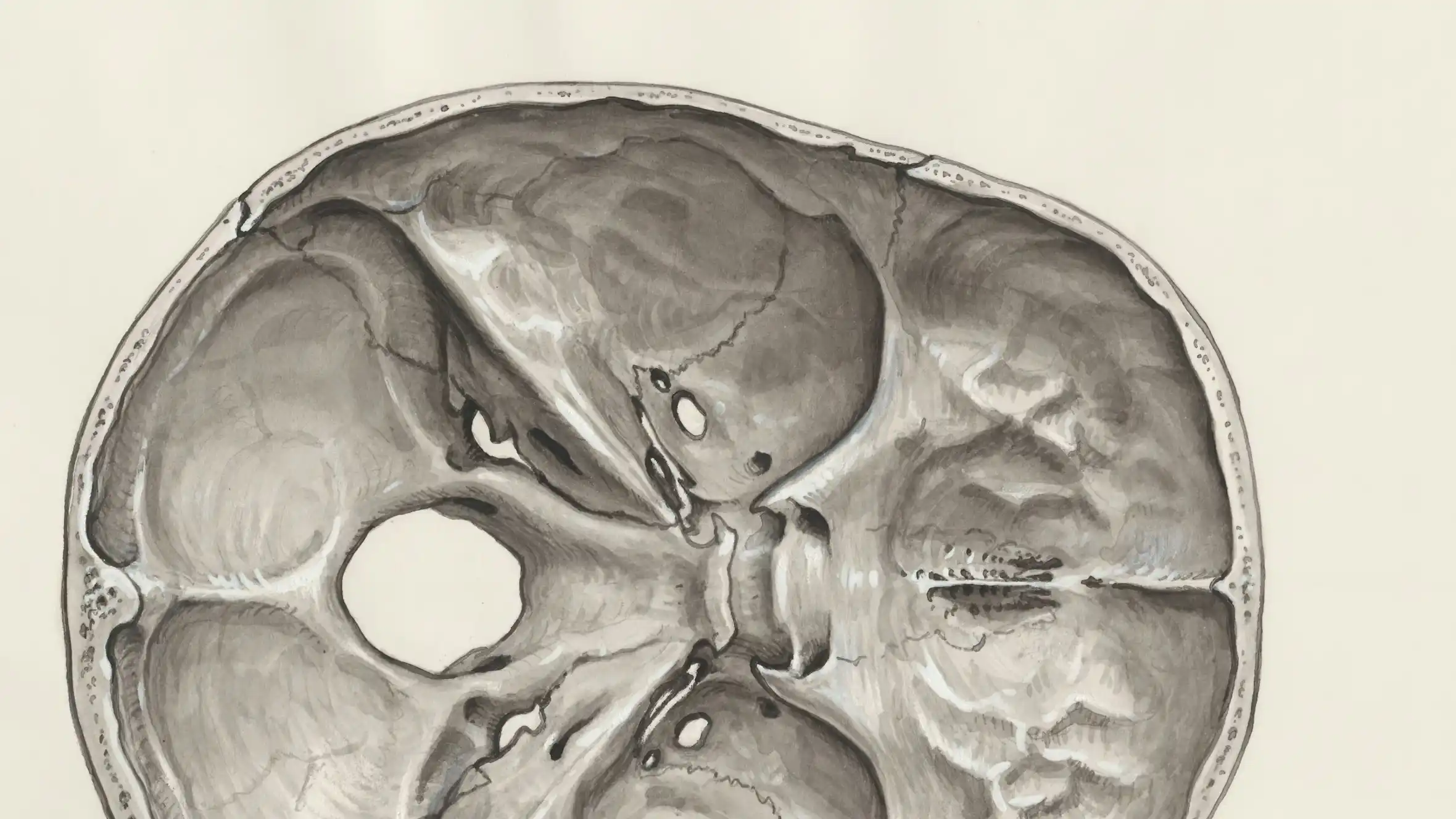 Cross section of brain skull cavity