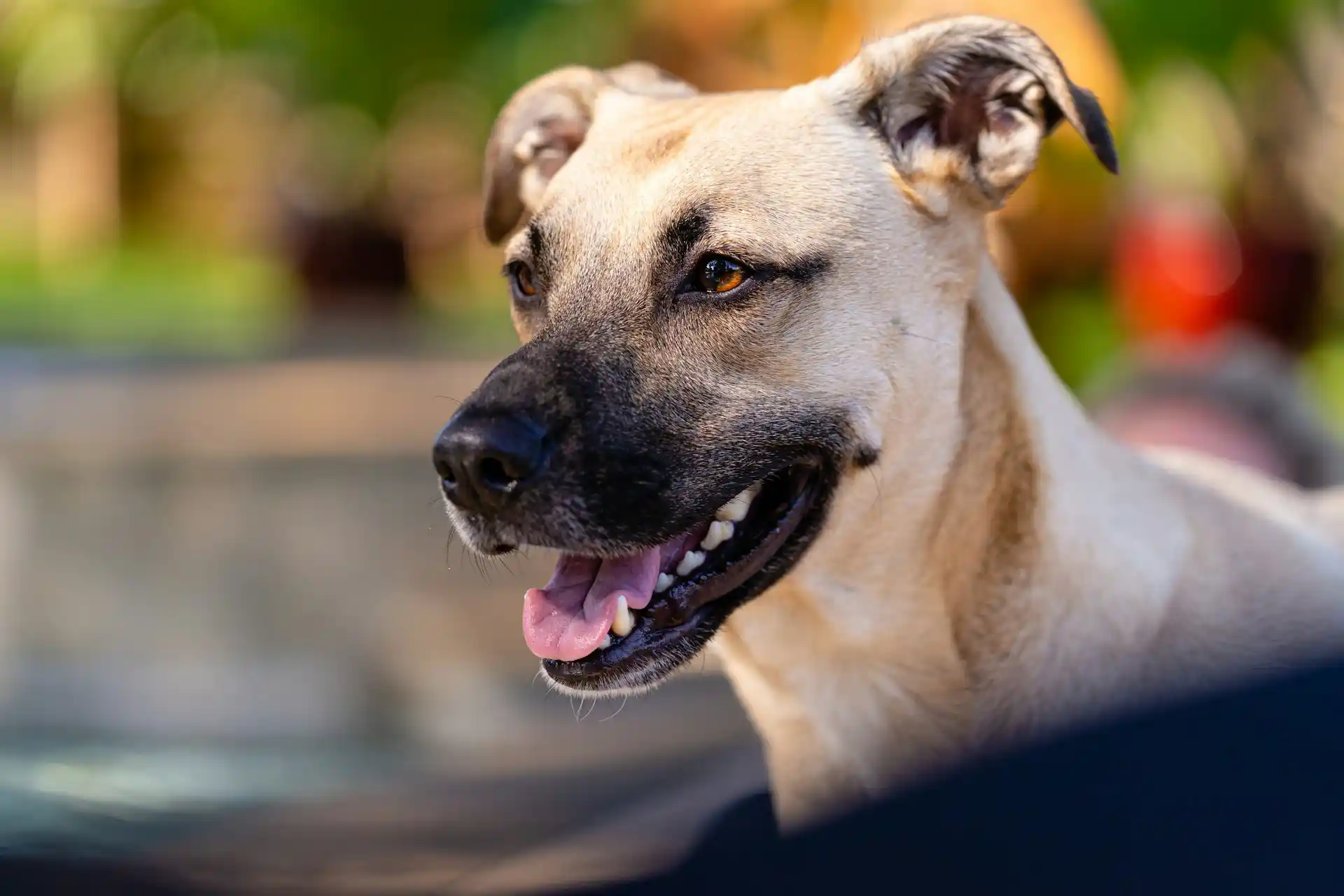 Dog bite scarring and disfigurement legal consultation in San Diego