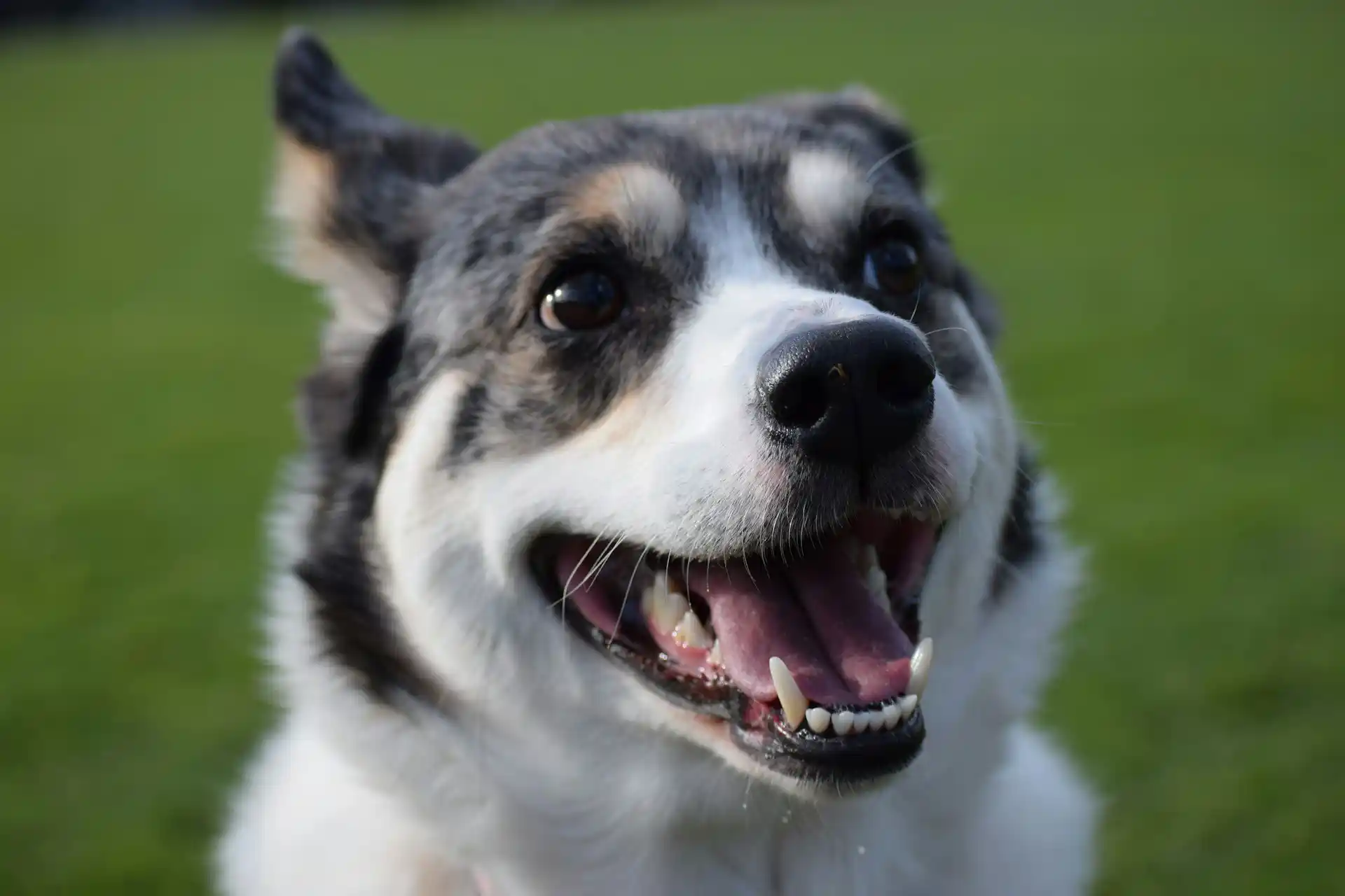 Dog at child height in a park risking a dog bite injury in San Diego