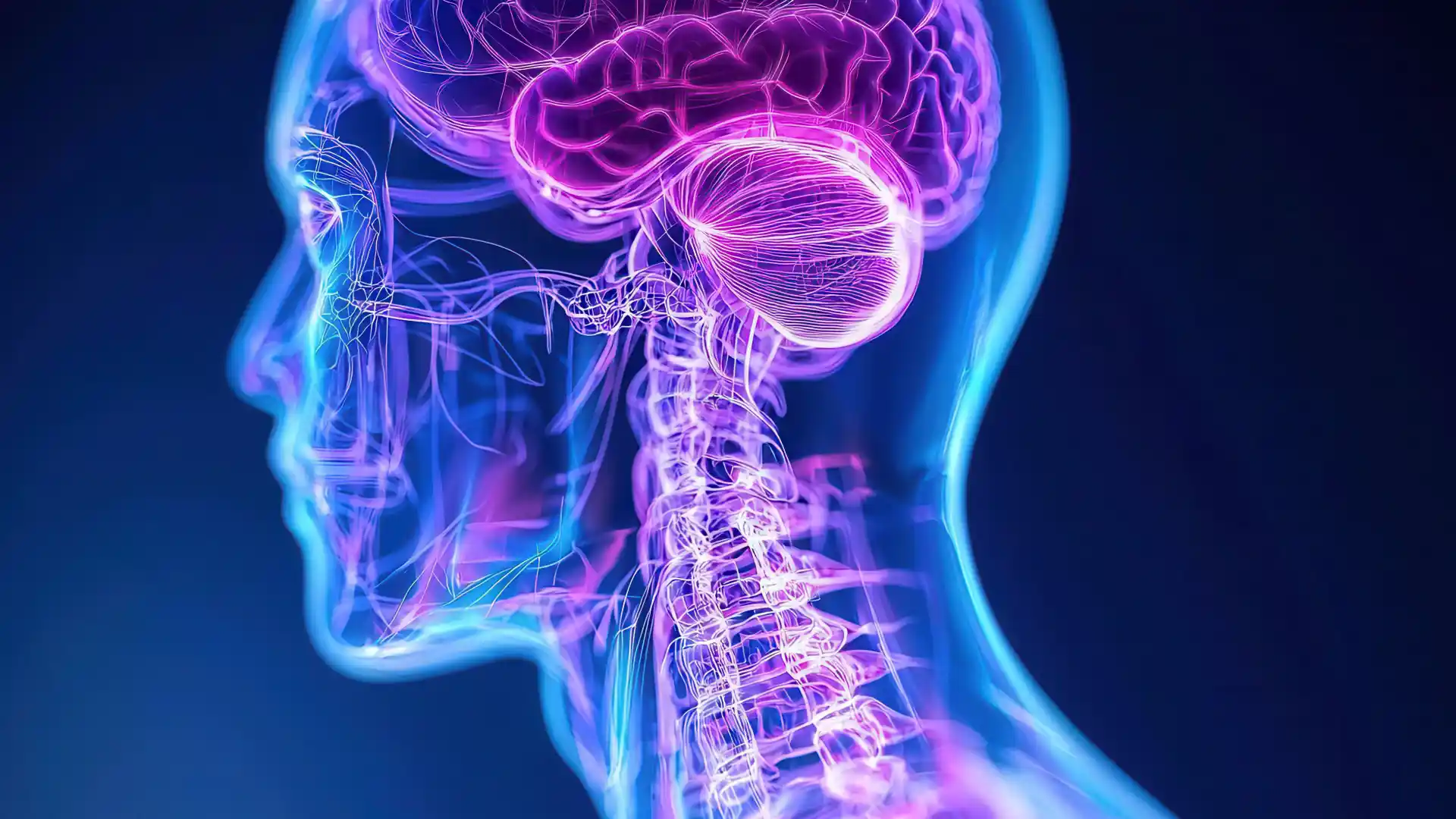 Artistic image of a brain and spinal cord to illustrate spinal cord