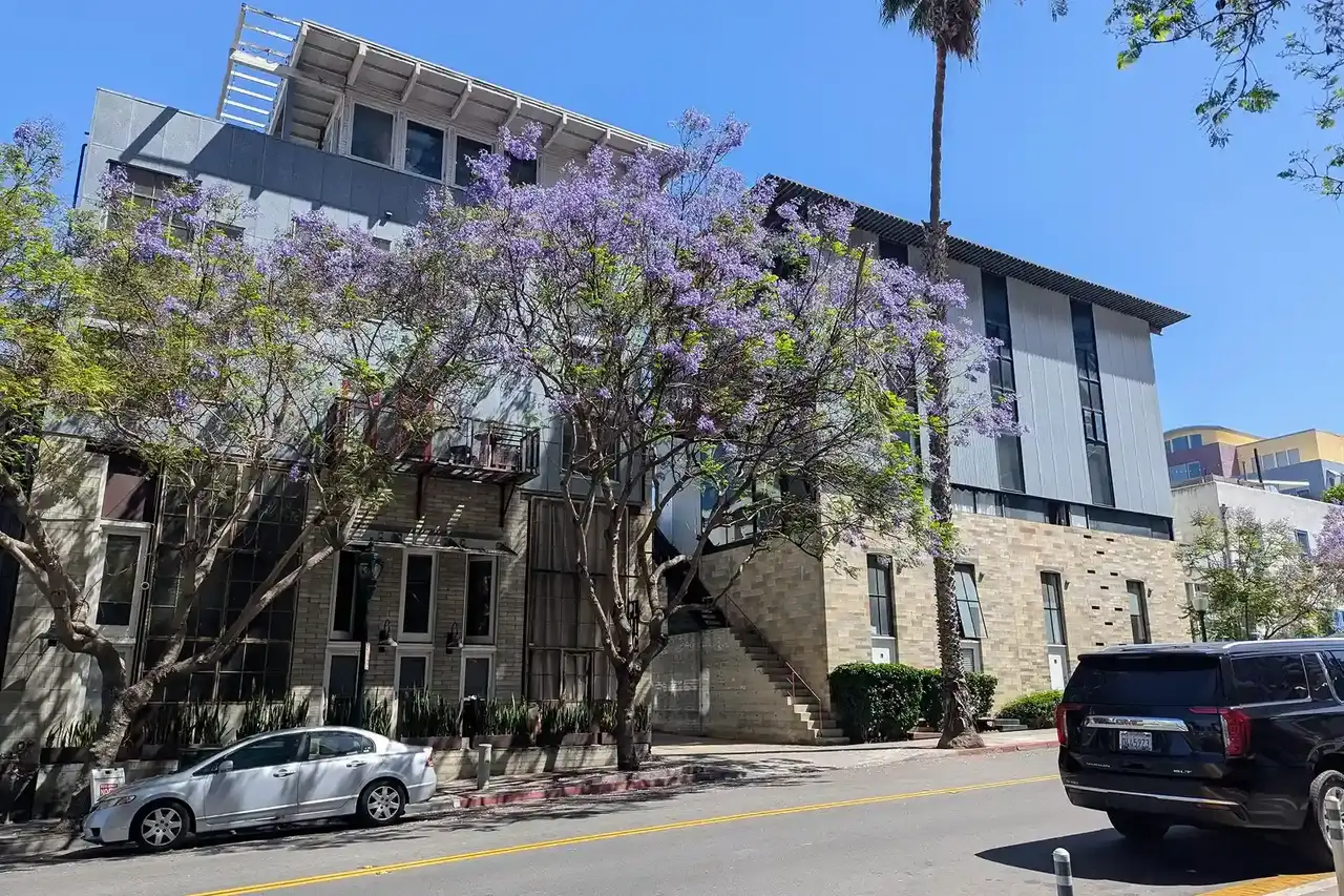 Jacaranda in bloom over downtown San Diego street