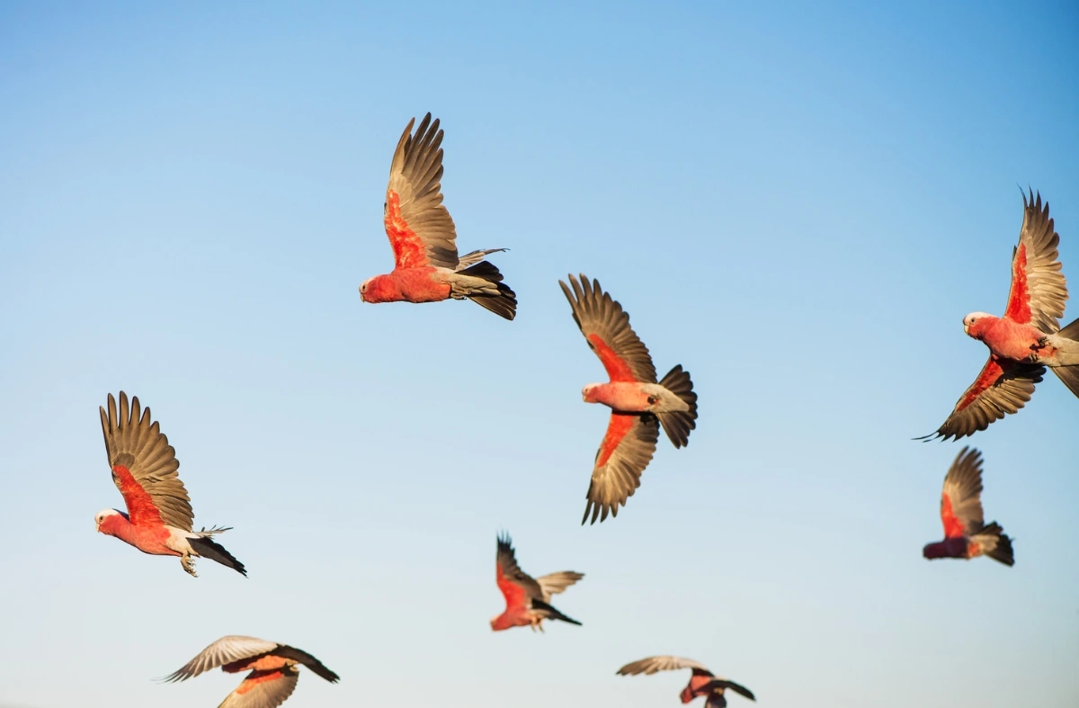 Flying birds over blue sky used in Mighty Partners homepage banner.