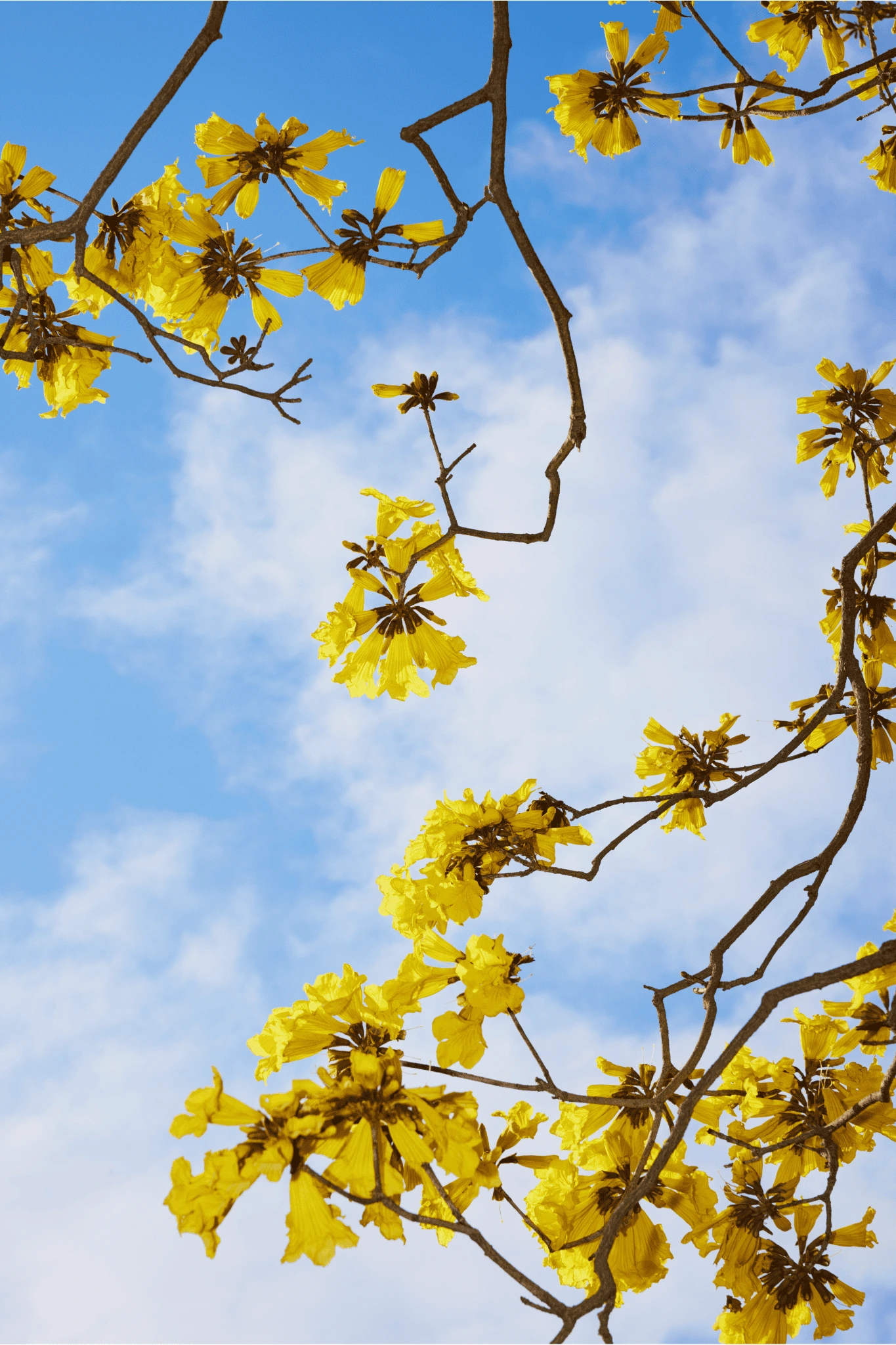 Image of yellow flowers against blue sky
