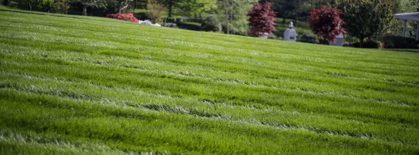 A freshly mowed lawn with striped patterns.