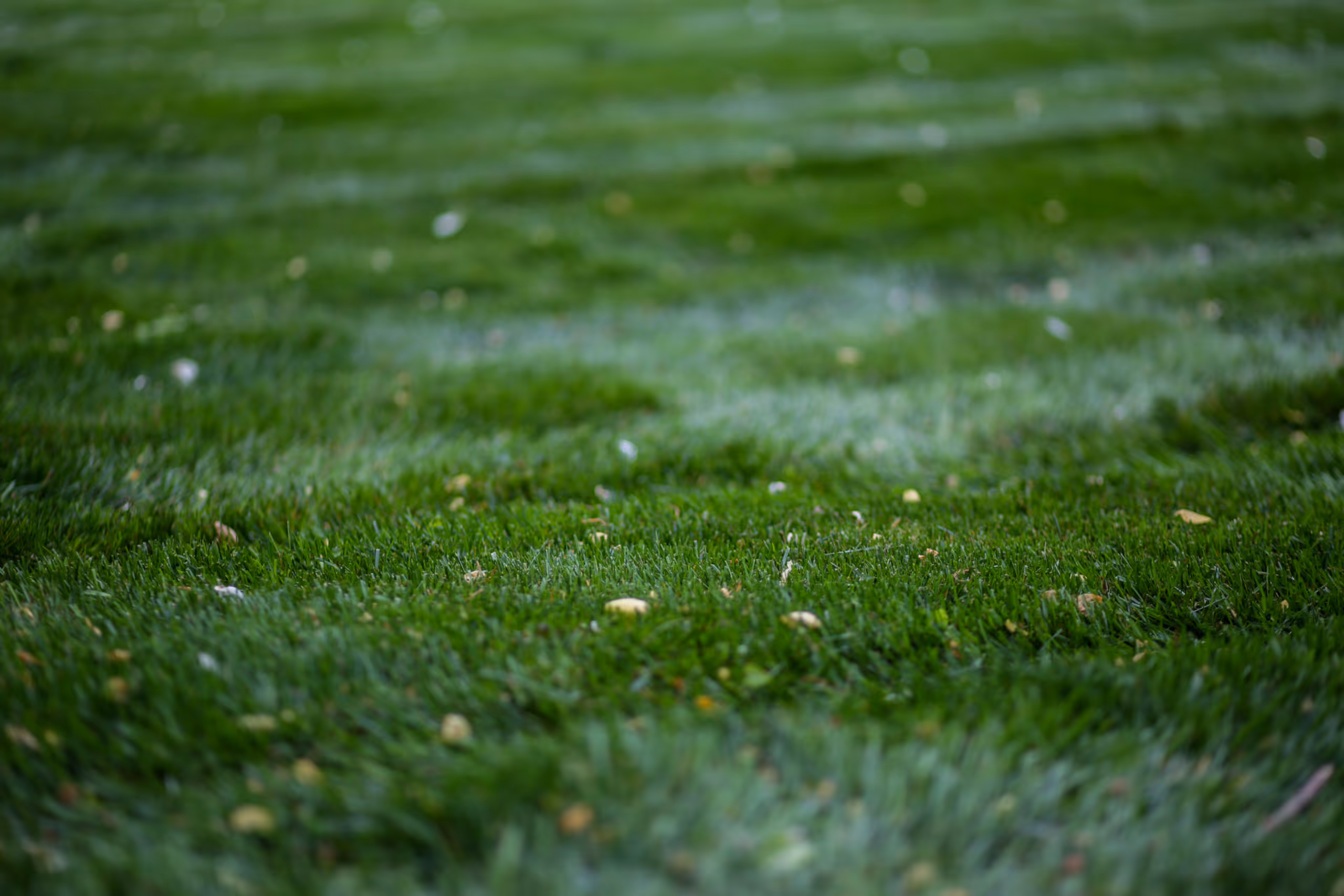 A green lawn