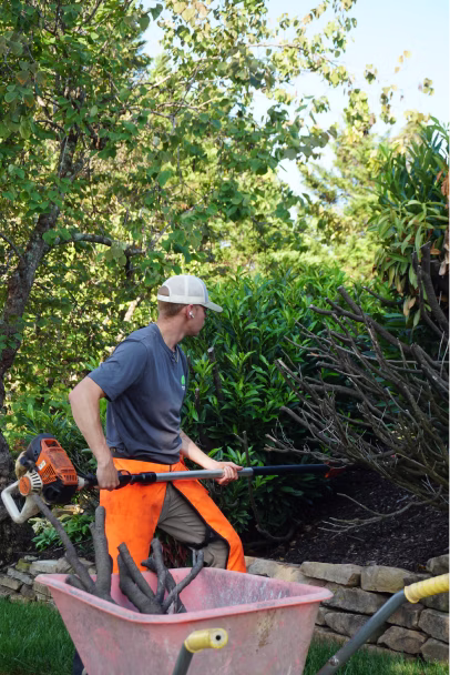 Worker pruning shrubs with tool beside wheelbarrow filled with branches