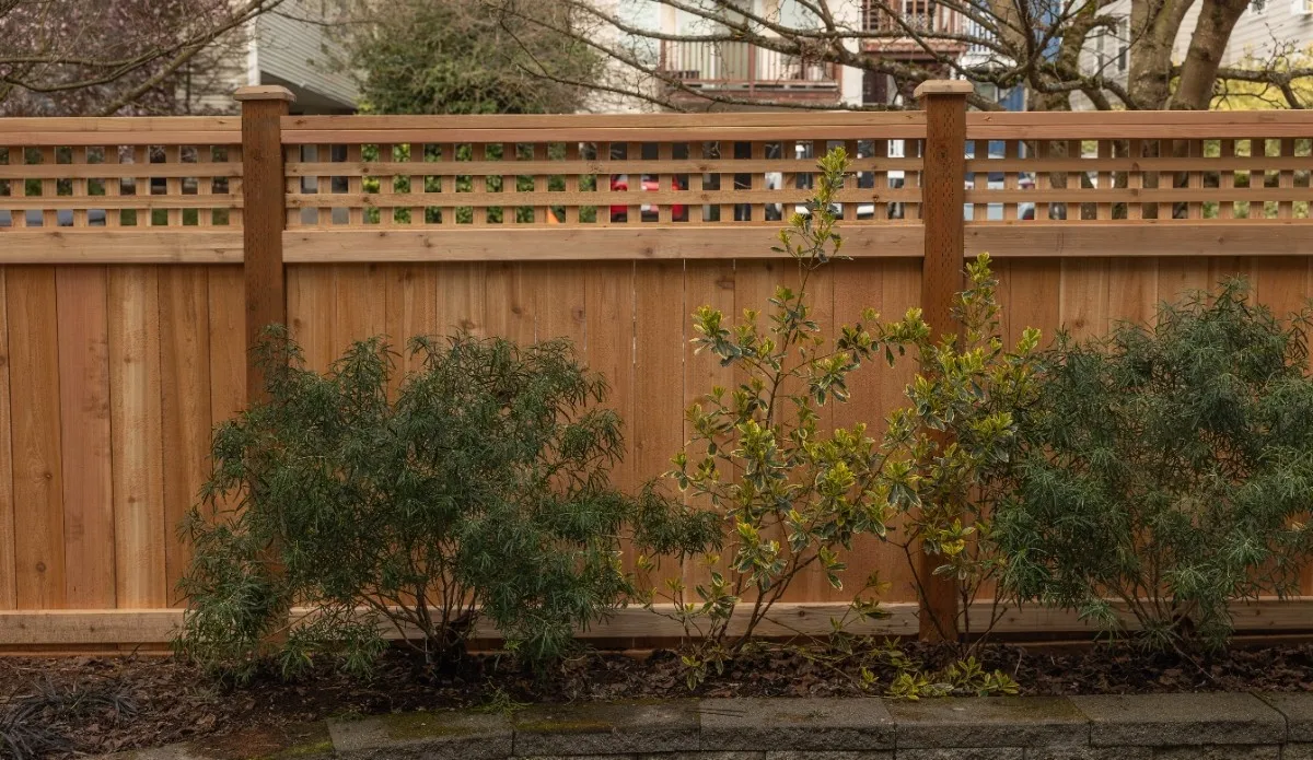 Wooden fence with three shrubs planted in front and a stone border at the bottom.
